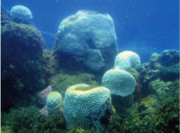 Figure 13. Photograph of bleached corals along the eastern coast of  Brazil during the 2010 El Niño event