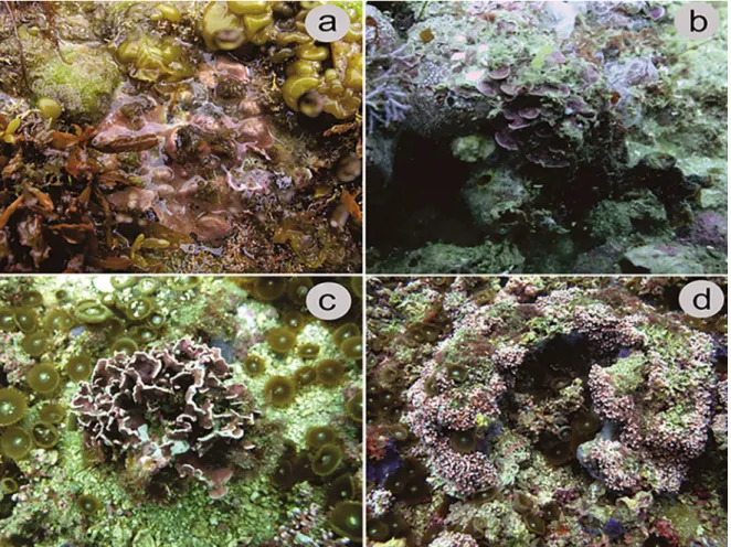 Figure 1. Diversity of coralline red algal forms. (a) Encrusting form in the intertidal zone; (b) prostrate foliose form; (c) erect foliose rhodolith; (d)  fruticose rhodolith