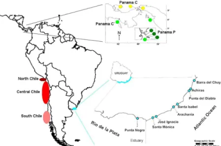 Figure 1. Map with locations of origin of sequences of Excirolana braziliensis used in this study