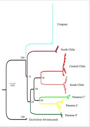 Figure 3. Excirolana braziliensis. Median-joining haplotype network  constructed using sequences from Uruguay, Chile and Panama