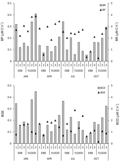 Figure 3. Bacterial production (BP) and respiration (RB) (top panel) and bacterial carbon demand (BCD) and  growth eiciency (BGE) (bottom panel) at the three sampled stations: #1 (outer), #2 (middle), #3 (inner) during  ebb and lood tides and the four mont