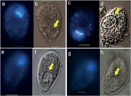 Figure 3.  a,c,  e,  g  -  Epi-luorescence  microscopy  with  UV  emission.  b,  d,  f,  h  -  Light  microscopy