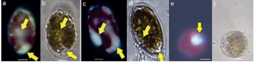 Figure 5. a, c, e - Epi-luorescence microscopy with UV emission. b, d &amp; f- Light microscopy