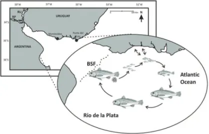 Figure 5. Schematic design of life cycle of Micropogonias furnieri in the Río de la Plata estuary  and Uruguayan coast
