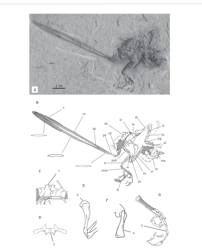 Figure  3.  Holotype  specimen  of  Cratoavis cearensis  nov.  gen.  et  sp.  (UFRJ-DG  031Av),  with  selected  skeletal  elements showing diagnostic features