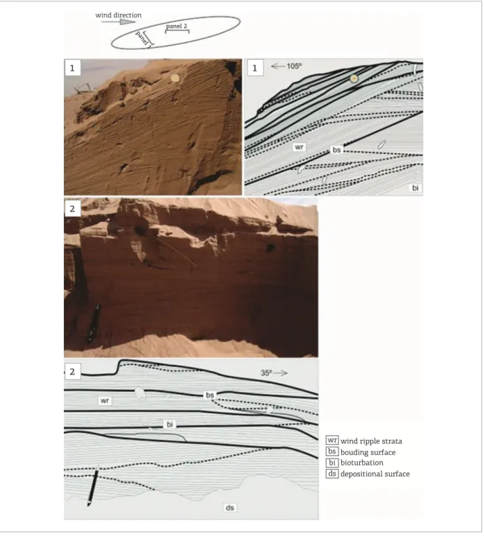 Figure 9. Internal sedimentary architecture of a nebkha. Panel 1 is oriented perpendicular to the wind direction  and panel 2 is oriented parallel to the wind direction