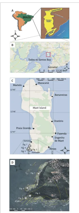 Fig. 3ABC D BRAZIL