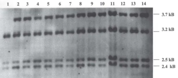 Figure 2 - Representation of Taq I restriction sites of CYP21A1P and CYP21A2 genes. Fragments of 3,2 and 2,4 kB are from the pseudogene (CYP21A1P) and fragments of 3,7 and 2,5 kB are from the active gene (CYP21A2).
