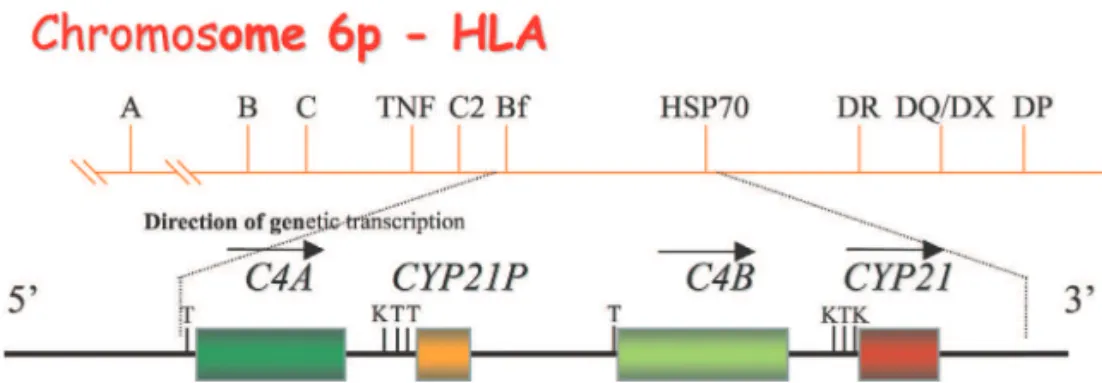 Figure 1 - Schematic representation of human major histocompatibility com- com-plex class III.