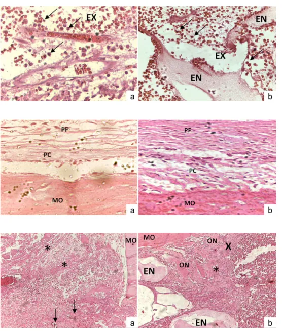 Fig. 1. Histological sections  of CG1 (a) and EG1 (b) at  1 st  post-surgery day. 
