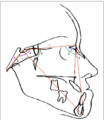 Fig. 1. Tracings of angles and linear measures used in this study: 