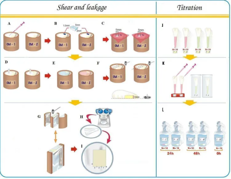 Fig. 1. Schematic design of the experiment. Shear bond strength and microleakage tests: A