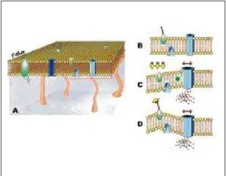 FIGURA 1 – Esquema que representa a ultraestrutura da membrana celular. 