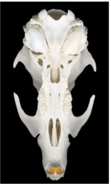 FIGURA  1  -  Aspectos  oclusais  dos  dentes  do rato da linhagem Wistar.