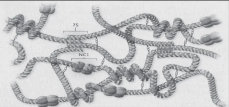 Figure 1. Set-up and organization of collagen type IV network (Hudson  et al., 2003).