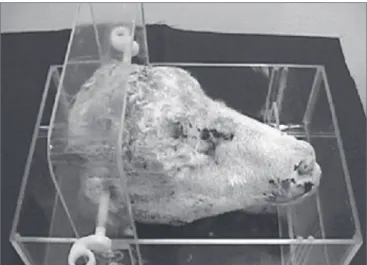 Figure 1. Acrylic support with the sheep head.