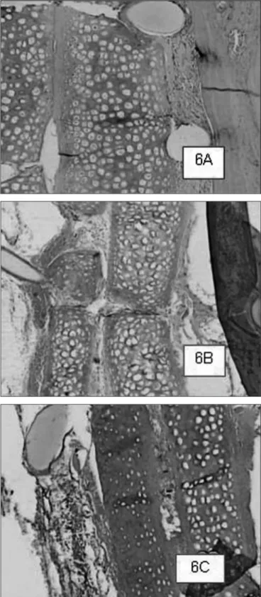 Figure 7. Cyanoacrylate-bound cartilage fragments in animals slaugh- slaugh-tered  within  2  (7A),  6  (7B)  and  12  (7C)  weeks  after  the  procedure,  respectively