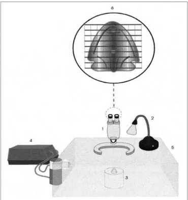 Figure 3. Schematic representation of the frog palate setup: 1) Mag- Mag-nifying glass, 2) Light source, 3) Frog palate support, 4) Ultrasonic  nebulizer, 5) Acrylic chamber, 6) Frog palate vision under mashed lens