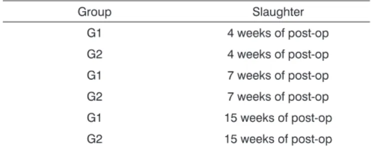 Figure 2.  Slaughter period  - 04 weeks (H/E - 100X) - A - Control  Group B - Experimental Group: Dembone C - Experimental Group: 