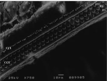 Figure 2. Cochleogram showing the field of study of outer hair cells  under SEM examination.