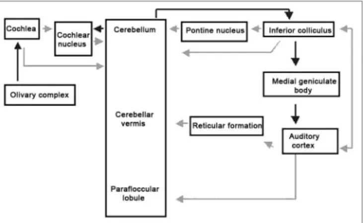 Figure 1. Summary of the cerebellum auditory pathways that have  been anatomically identified by numerous authors