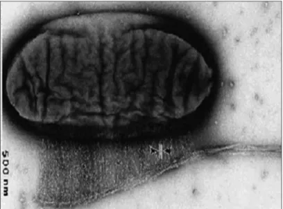 Figure 1. Microscopy of Acetobacter producing cellulose