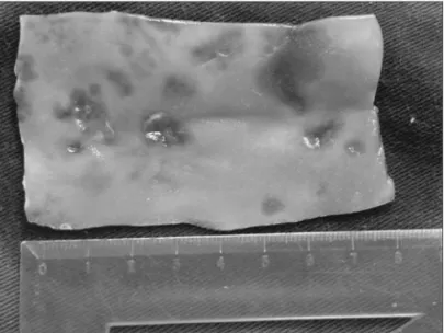 Figure 3. Sagittal section of specimen showing cellulose included in  the dorsum of the nose (arrow)