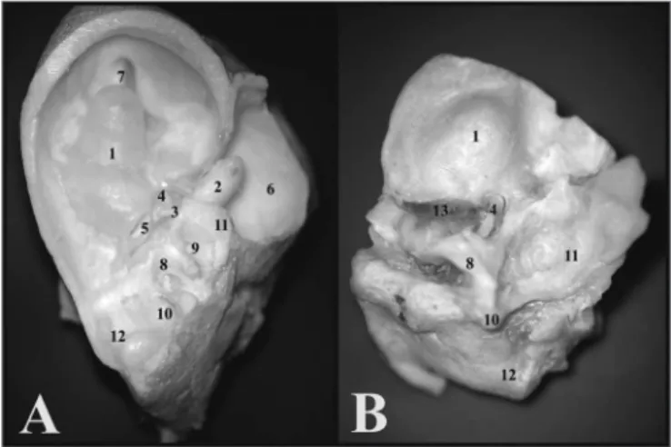 Figure  2.  A)  View  through  the  external  auditory  canal  of  a  young  guinea pig (microphotography, 60X magnification); B) View through  the  external  auditory  canal  of  a  young-adult  rat  (microphotography,  75X  magnification);  C)  Inside  v