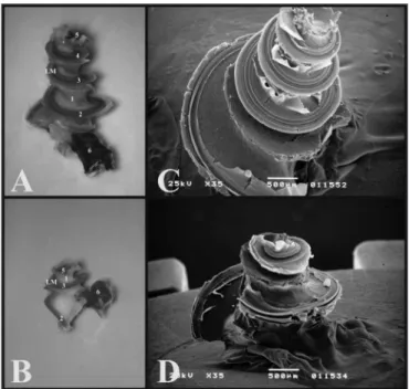 Figure 6. A) Cochlea from a young guinea pig, showing the cochlear  turns  with  the  membranous  labyrinth  (ML)  (Microphotography,  44X  magnification); B) Cochlea from a young-adult rat, showing the cochlear  turns  with  the  membranous  labyrinth  (M