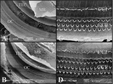 Figure 8. A) 3rd cochlear turn of the guinea pig showing the Hansen  Cells (CH) (scanning electron micrograph, 500X magnification); B) 2nd  cochlear turn from a rat, showing the lack of Hansen Cells definition  (Scanning electron microscopy, 500X magnifica