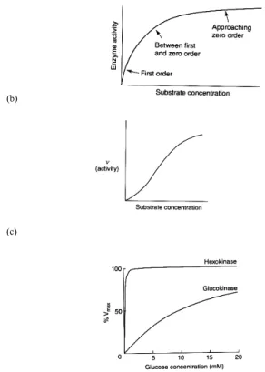 FIGURE 3 - General enzyme activities (Adapted from N EWSHOLME  and L EECH 1 ).