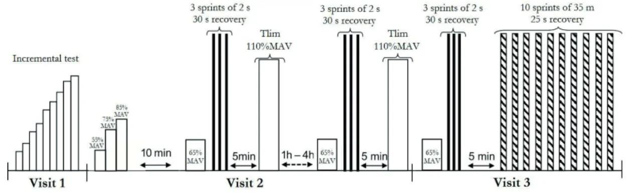 FIGURE 1 - Experimental protocol.