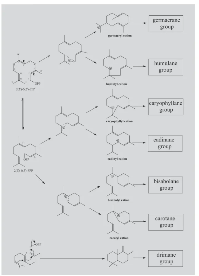 FIGURE 1  - Biosynthetic pathways for cyclic sesquiterpenes.