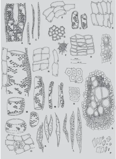FIGURE 2 - A-S: Non-common characteristics. A-I Pfaffia glomerata  (Spreng) Pedersen; A: Xylem, longitudinal view; B: fibre-tracheid; C: fibres; D: vessel;