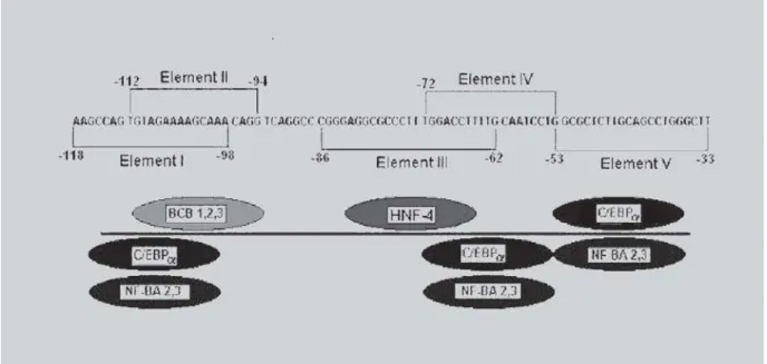 FIGURE 1 - Schematic representation of transcription factors binding to regulatory region I to V on the promoter region -118 to -33 of the human ApoB gene