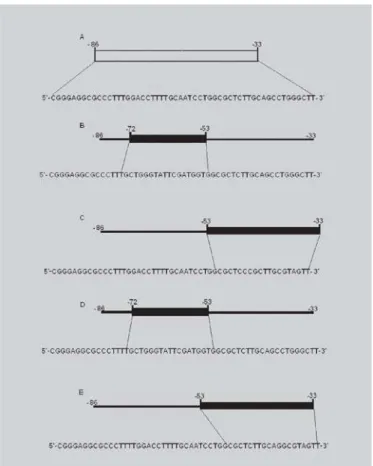FIGURE 2 - Schematic representation of the oligonucleotide sequence of the promoter region of the ApoB gene used in EMSA