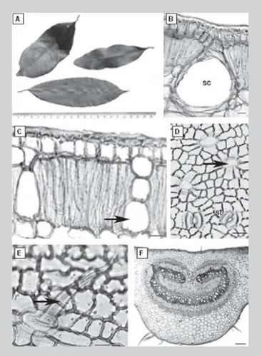 FIGURE 1 - Macro and microscopical analysis of leaves of Plinia edulis (Vell.) Sobral