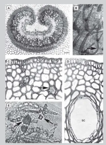 FIGURE 2  - Microscopical analysis of the petiole of Plinia edulis (Vell.) Sobral. Transverse sections (A, C, D) and dissociated tissue (B, E)