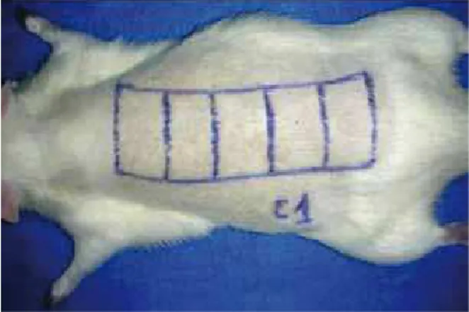 Figure 1  – Flap (10 x 3 cm) created on the back of a rat with  transverse marks every 2 cm to observe the necrotic area.