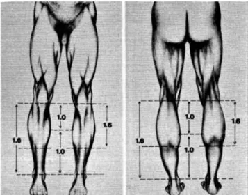 Figure 1 – The divine ratio applied to the aesthetics of the legs  (Image from Howard 8 ).