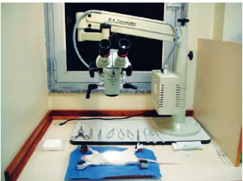 Figure 7 – Hen foot: practice of dissection   and termino-terminal suture.