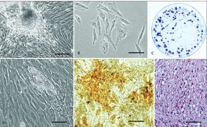 Figure 2 – Swine adipose tissue-derived stem cells. (A) Isolation of stem cells from adipose tissue