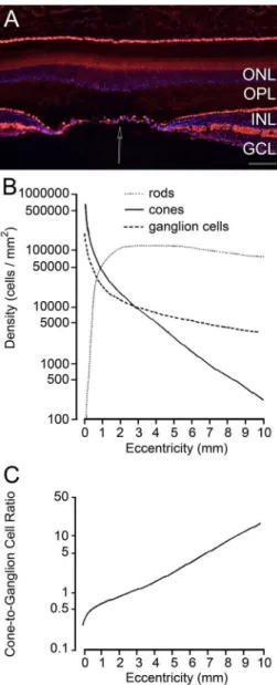 Figure 6. Regional distribution of neurons in the retina. (A)  Vertical section through the human fovea
