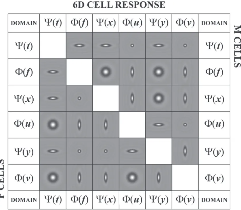 Figure 4.  Schematic representation of M and P cell responses in the Fourier Space. The actual cell amplitude response is a hypervolume  that  can  be  represented  as  a  function  of  the  three  space-time  dimensions  –  time  and  two  dimensions  of 