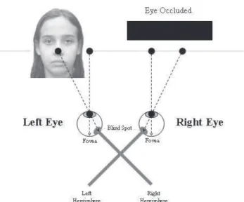 Figure 1.  Face-stimulus for right or left eye.
