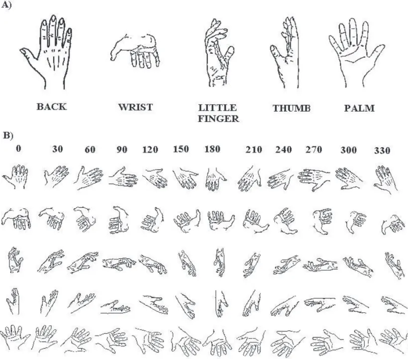 Figure 2. Schematic drawings showing the setup for handedness  discrimination of drawings presented along the vertical plane (left)  and along the horizontal plane (right)