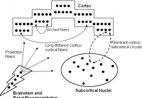 Figure  2 . Simpliied structure-function correlation model. The content of behavior and psychological experiences depends on the  activation of cortical and subcortical modular representations, which are allowed by activation processes generated in nonspec