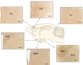 Figure 3. Representative photomicrographs showing the  effects of systemically injected midazolam (.5 mg/kg) in Cg1,  AHC and PMD Fos-immunoreactive cells (dark dots) of rats  submitted to the EPM test session