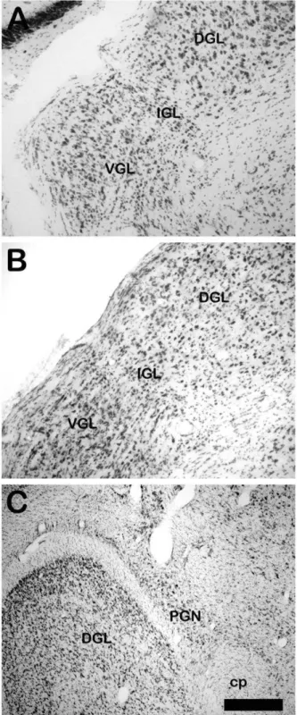 Figure 3. Digital images of coronal sections of Nissl staining of  intergeniculate lealet nuclei in (A) mouse and (B) rat (stippled  line) and (C) pregeniculate nucleus in marmoset monkey (stippled  line), the structural homolog to the IGL in rodents