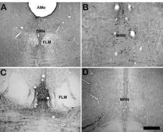 Figure 4. Digital images of coronal sections showing 5-HT- 5-HT-immunoreactive neurons in the dorsal raphe nucleus in (A) rat,  (B) median raphe nucleus in rat, (C) dorsal raphe nucleus in  marmoset monkey, and (D) median raphe nucleus in marmoset  monkey